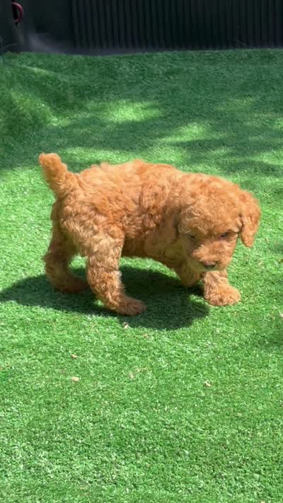 Max , a male Poodle - Miniature  for sale in Atlanta, GA – 3 of 3