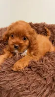 SASHA, a female Cockapoo for sale in Atlanta, GA – 2 of 2