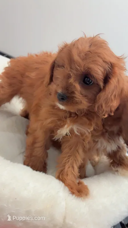 Mini  – Cavapoo puppy for sale in Atlanta, GA