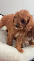 Mini , a female Cavapoo for sale in Atlanta, GA – 1 of 1