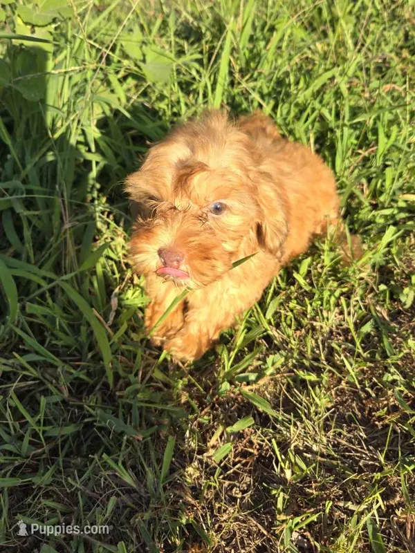 Blaze  – Shihpoo puppy for sale in Atlanta, GA