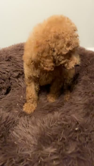 Max , a male Poodle - Miniature  for sale in Atlanta, GA – 2 of 3
