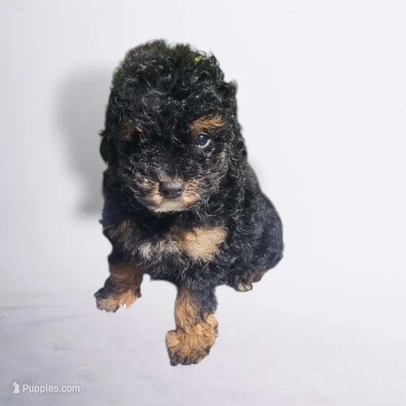Daisy  – Poodle - Toy  puppy for sale in Atlanta, GA