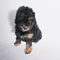 Daisy , a female Poodle - Toy  for sale in Atlanta, GA – 1 of 1