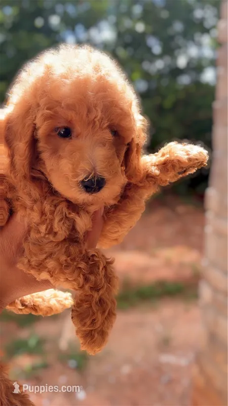 Max  – Poodle - Miniature  puppy for sale in Atlanta, GA