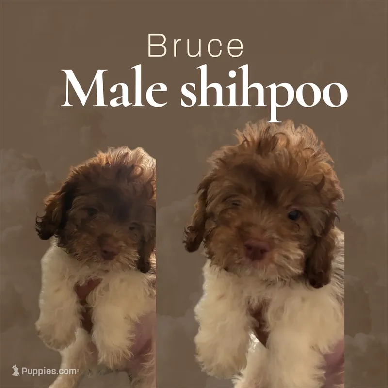Bruce  – Shihpoo puppy for sale in Atlanta, GA