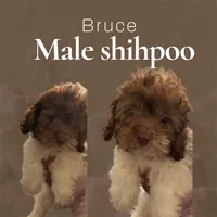 Bruce , a male Shihpoo for sale in Atlanta, GA – 1 of 2