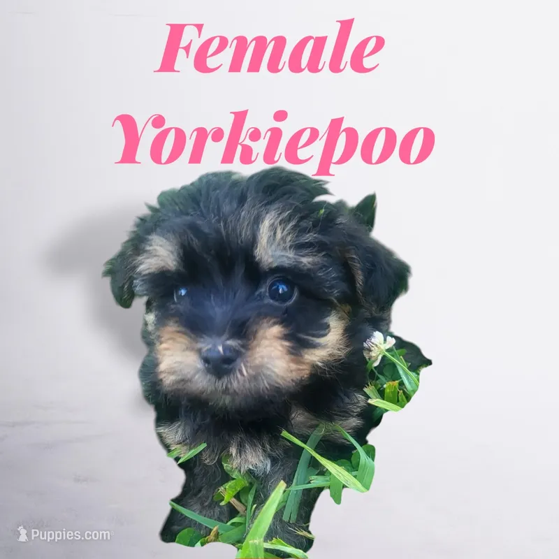 Mini  – Yorkipoo puppy for sale in Atlanta, GA