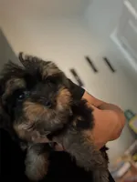 Mini , a female Yorkipoo for sale in Atlanta, GA – 3 of 3