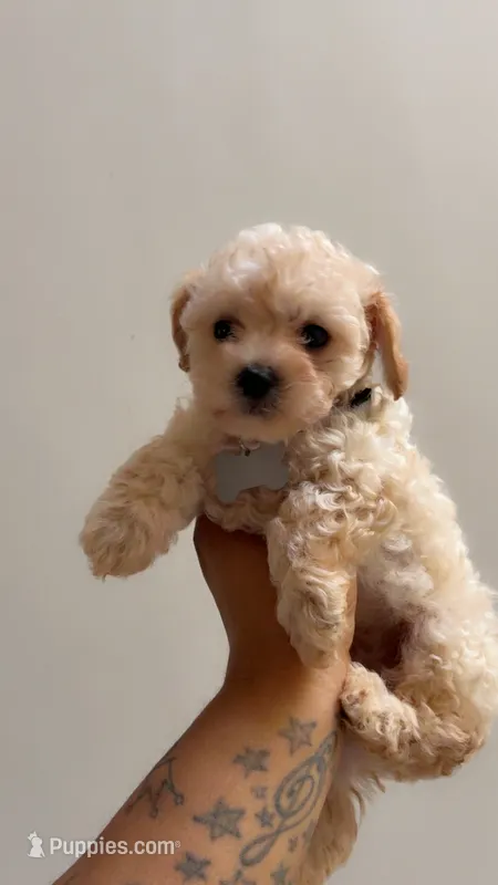 Bentley  – Poodle - Toy  puppy for sale in Atlanta, GA