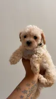 Bentley , a male Poodle - Toy  for sale in Atlanta, GA – 1 of 2