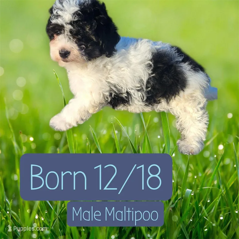 Dice , a male Maltipoo for sale in Atlanta, GA – Photo 1 of 1