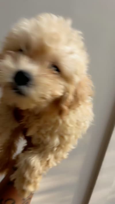 Bently , a male Maltipoo for sale in Atlanta, GA – 3 of 3