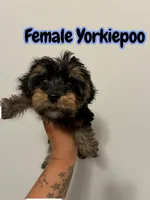 Mini , a female Yorkipoo for sale in Atlanta, GA – 2 of 3