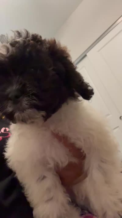 Daisy , a female Shihpoo for sale in Atlanta, GA – 4 of 4