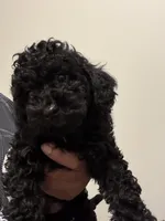 Dice, a male Shihpoo for sale in Atlanta, GA – 2 of 4