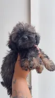 Bruce, a male Shihpoo for sale in Atlanta, GA – 2 of 2