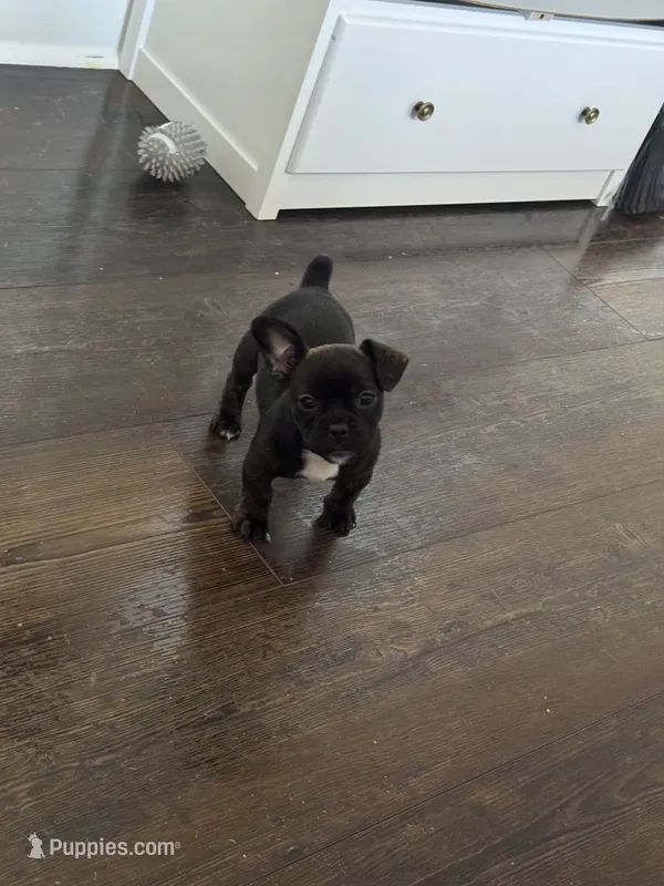 Peaches – French Bulldog, Pomeranian puppy for sale in Baltimore, MD