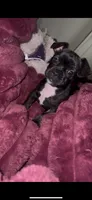 Peaches, a female French Bulldog and Pomeranian for sale in Baltimore, MD – 3 of 7