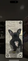 Peaches, a female French Bulldog and Pomeranian for sale in Baltimore, MD – 6 of 7