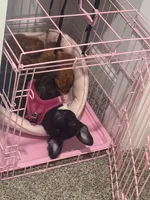 Peaches, a female French Bulldog and Pomeranian for sale in Baltimore, MD – 5 of 7