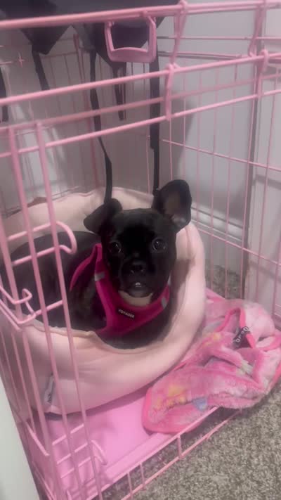 Peaches, a female French Bulldog and Pomeranian for sale in Baltimore, MD – 2 of 7