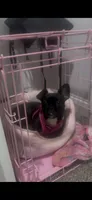 Peaches, a female French Bulldog and Pomeranian for sale in Baltimore, MD – 7 of 7