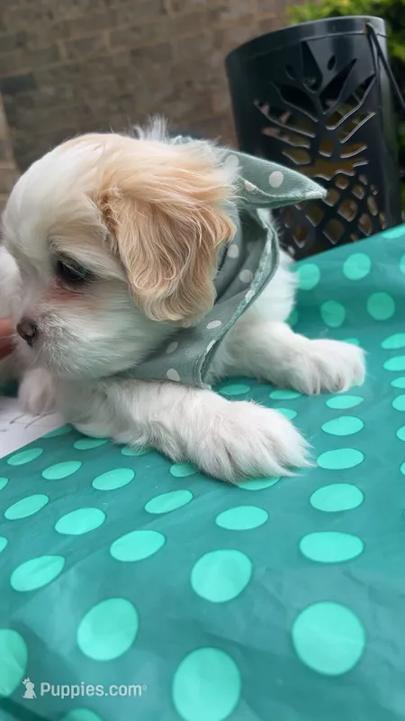 Teddy – Mal Shi puppy for sale in Dacula, GA