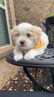 Teddy, a male Mal Shi for sale in Dacula, GA – 3 of 3