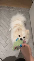 FU GUI, a male Pomeranian for sale in New York, NY – 4 of 6