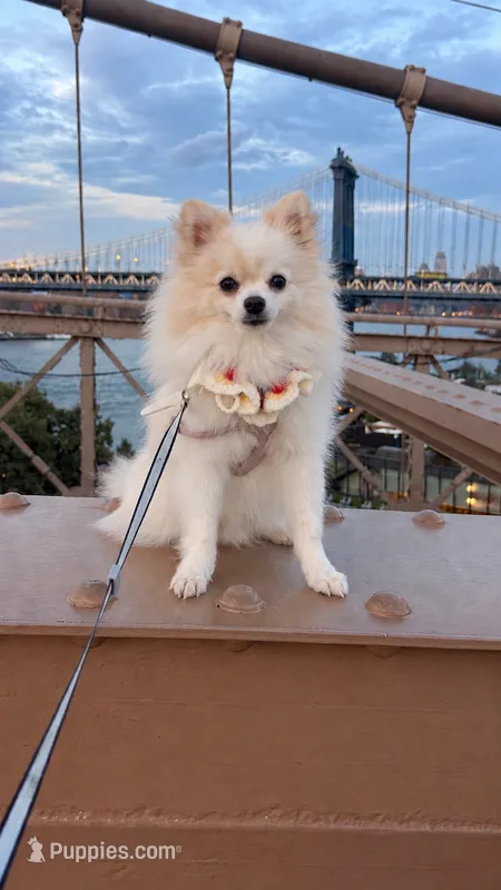 FU GUI – Pomeranian puppy for sale in New York, NY