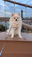 FU GUI, a male Pomeranian for sale in New York, NY – 1 of 6