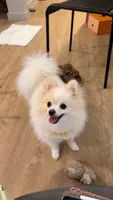 FU GUI, a male Pomeranian for sale in New York, NY – 2 of 6