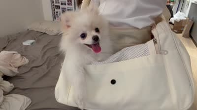 FU GUI, a male Pomeranian for sale in New York, NY – 6 of 6