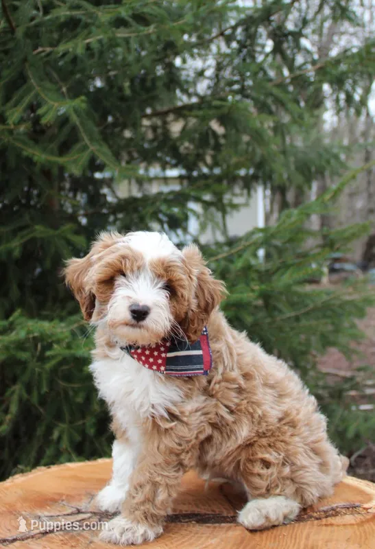 Finn – Cavapoo puppy for sale in Spencerville, IN