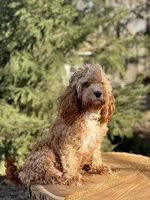 Finn, a male Cavapoo for sale in Spencerville, IN – Photo 6 of 6