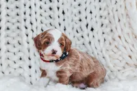 Finn, a male Cavapoo for sale in Spencerville, IN – Photo 2 of 6