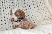 Finn, a male Cavapoo for sale in Spencerville, IN – Photo 4 of 6