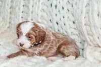 Finn, a male Cavapoo for sale in Spencerville, IN – Photo 1 of 6