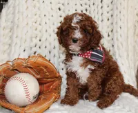 Teddy, a female Cavapoo for sale in Spencerville, IN – Photo 1 of 7