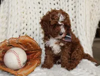 Teddy, a female Cavapoo for sale in Spencerville, IN – Photo 3 of 7