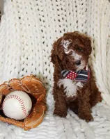Teddy, a female Cavapoo for sale in Spencerville, IN – Photo 2 of 7