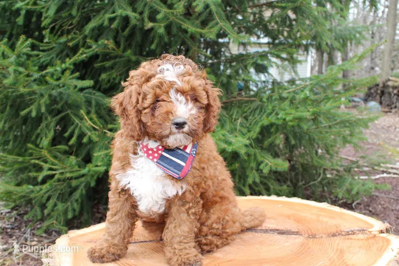 Teddy – Cavapoo puppy for sale in Spencerville, IN