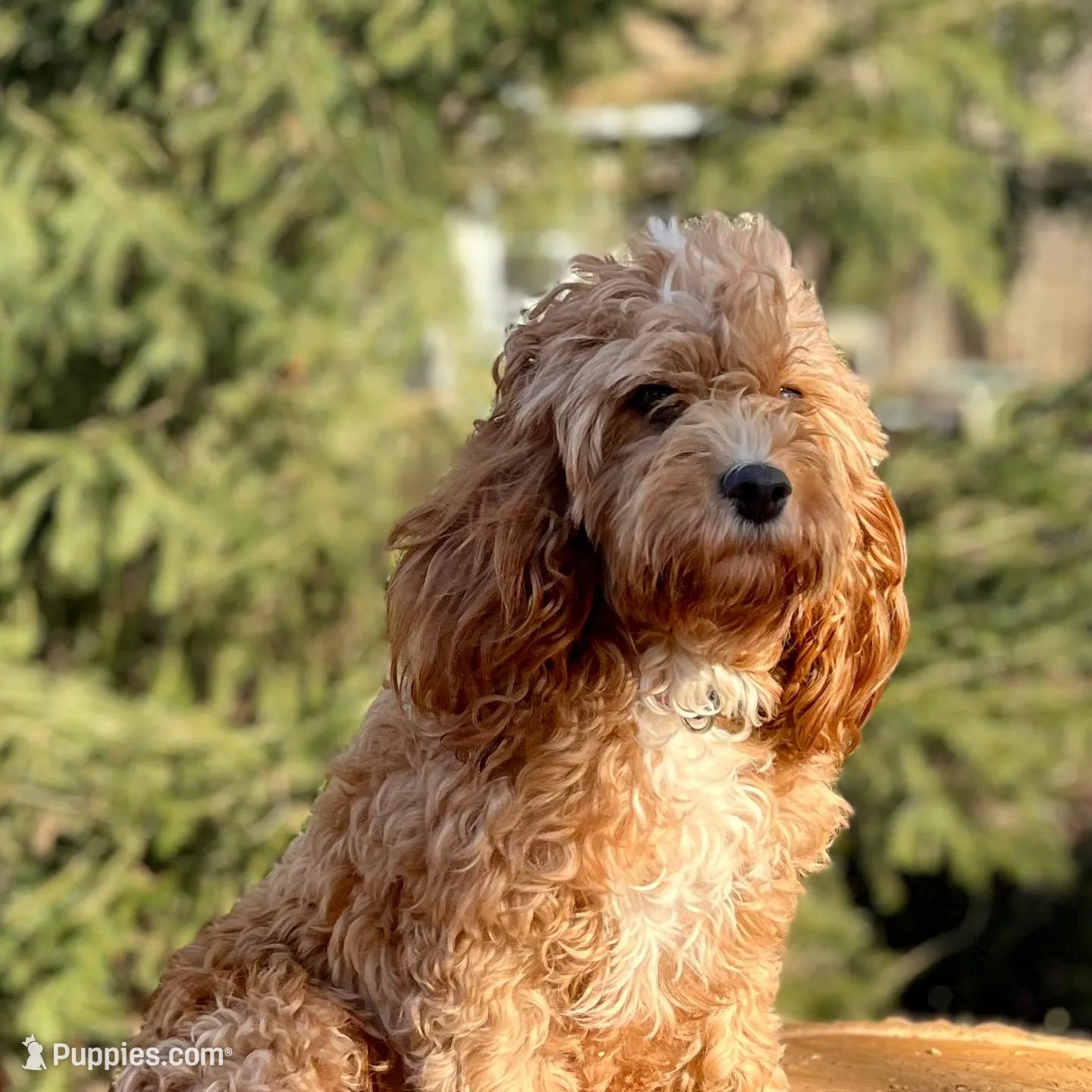 Teddy, a female Cavapoo for sale in Spencerville, IN – Photo 7 of 7