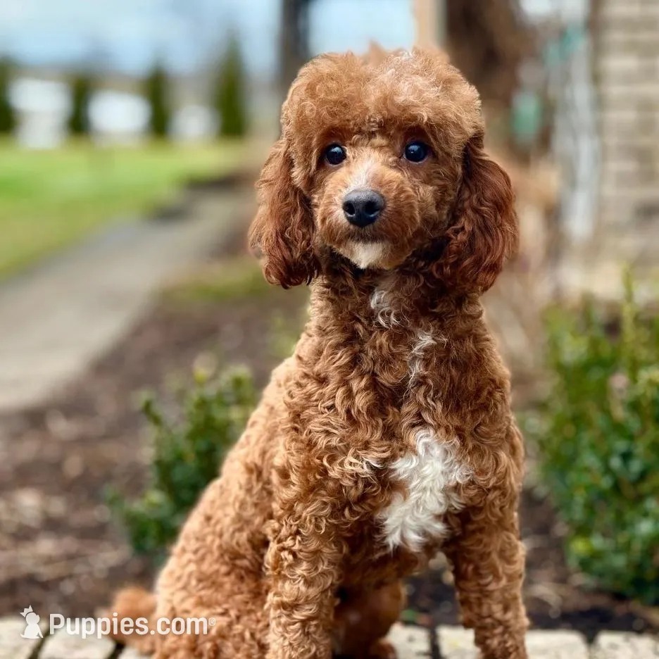 Teddy, a female Cavapoo for sale in Spencerville, IN – Photo 6 of 7