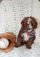 Teddy, a female Cavapoo for sale in Spencerville, IN – Photo 4 of 7