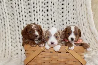 Nala, a female Cavapoo for sale in Spencerville, IN – Photo 5 of 8