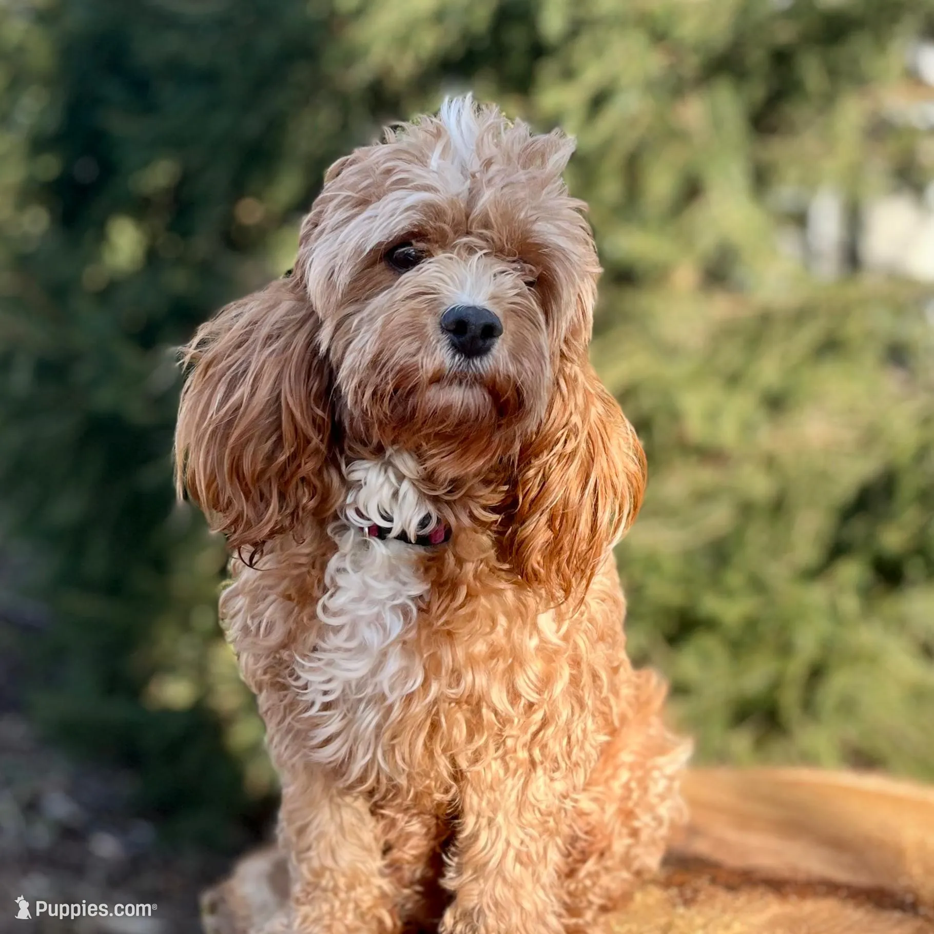 Nala, a female Cavapoo for sale in Spencerville, IN – Photo 8 of 8