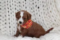 Nala, a female Cavapoo for sale in Spencerville, IN – Photo 1 of 8
