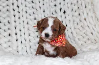 Nala, a female Cavapoo for sale in Spencerville, IN – Photo 2 of 8